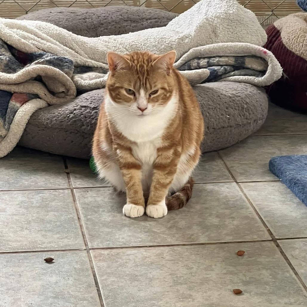 Enlarge Holly (Working Cat), a Adoptable Domestic Short Hair in East Smithfield , PA image 5/6