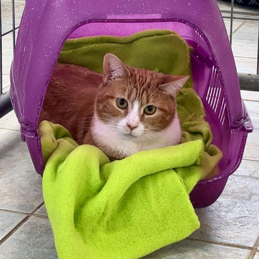 Enlarge Holly (Working Cat), a Adoptable Domestic Short Hair in East Smithfield , PA image 6/6