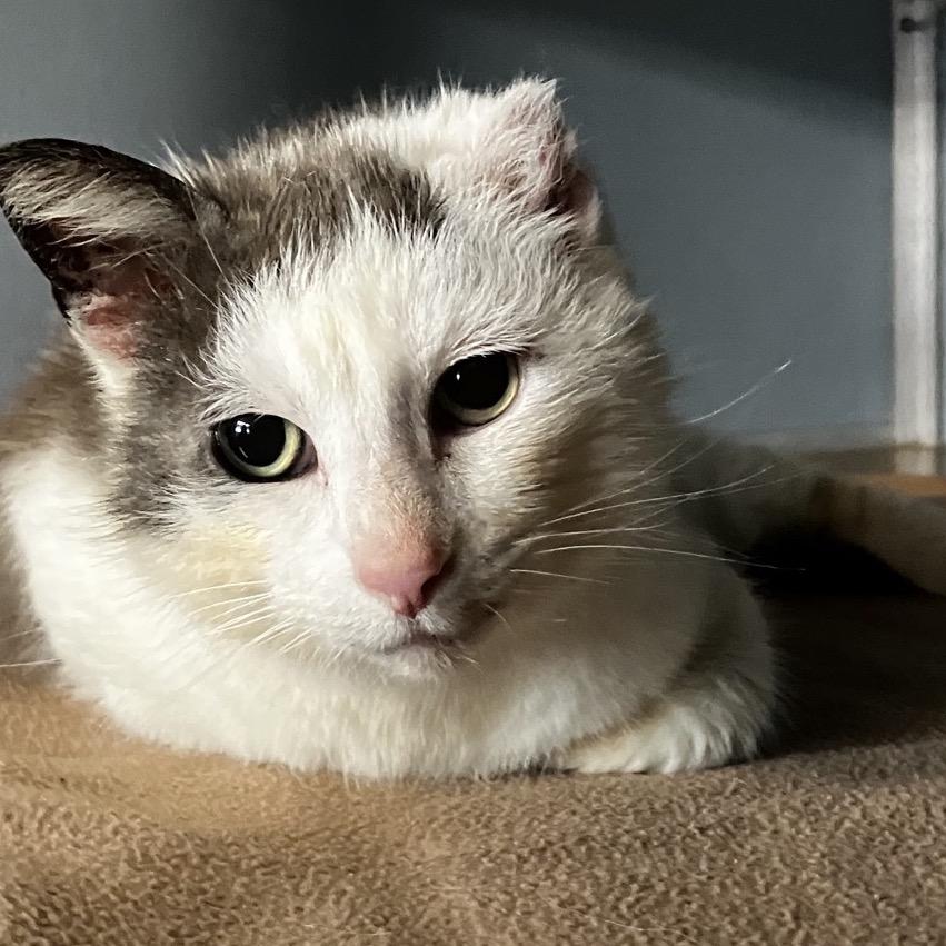 Storm, Adoptable, Adult Female Domestic Short Hair.