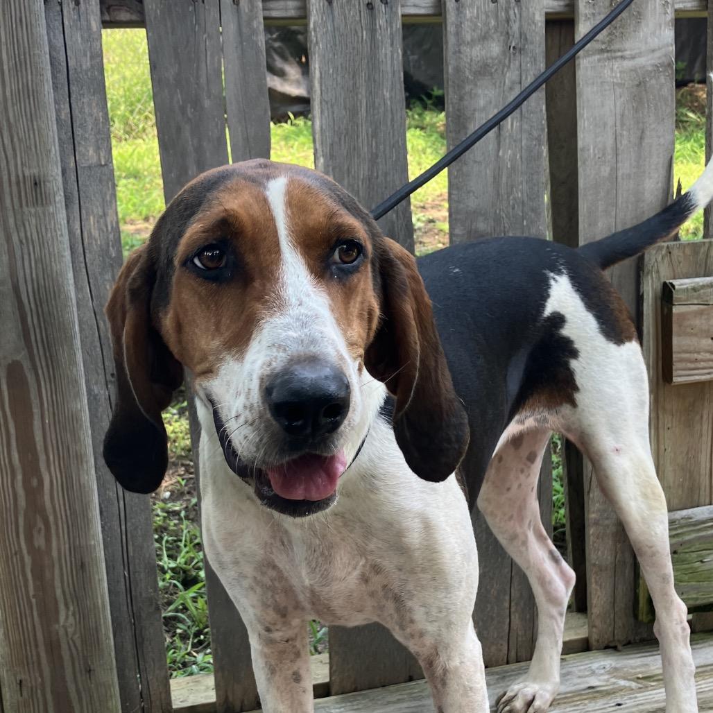 Cordelia, a Adoptable Treeing Walker Coonhound in Pulaski, TN image 1/6