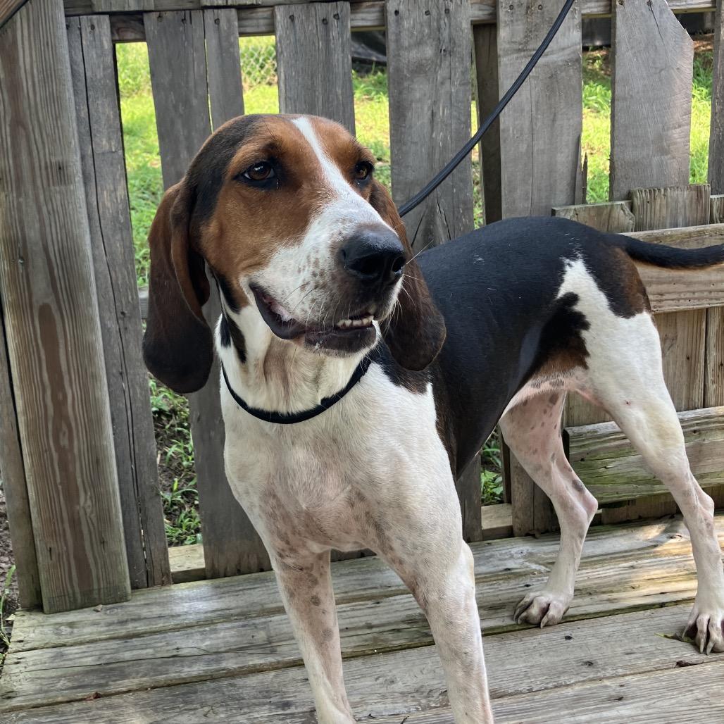 Cordelia, a Adoptable Treeing Walker Coonhound in Pulaski, TN image 2/6