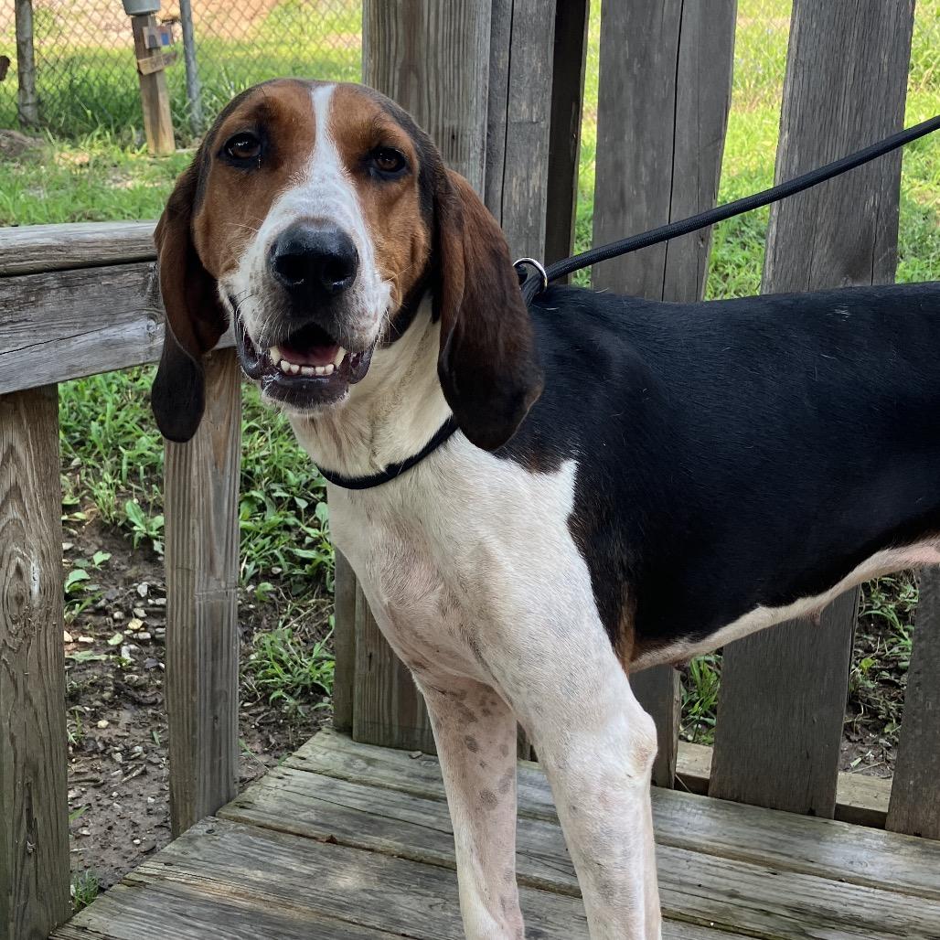 Cordelia, a Adoptable Treeing Walker Coonhound in Pulaski, TN image 3/6