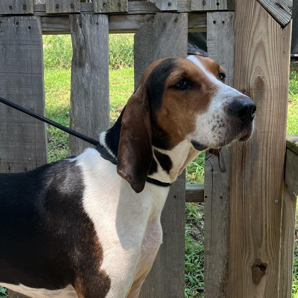 Cordelia, a Adoptable Treeing Walker Coonhound in Pulaski, TN image 4/6
