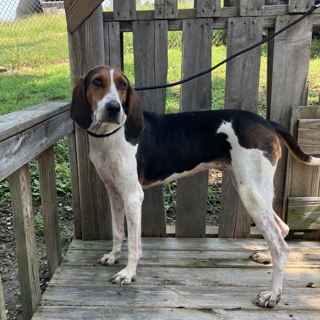 Cordelia, a Adoptable Treeing Walker Coonhound in Pulaski, TN image 5/6