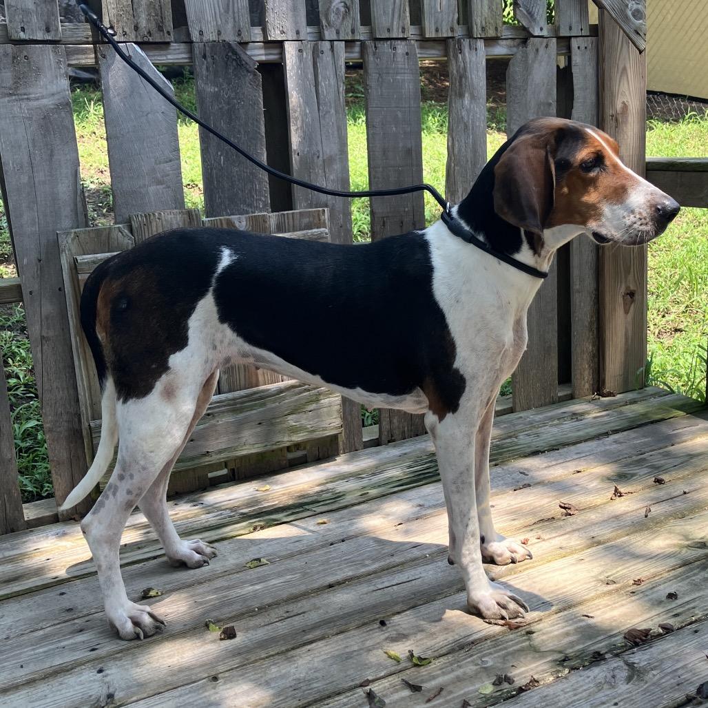 Cordelia, a Adoptable Treeing Walker Coonhound in Pulaski, TN image 6/6