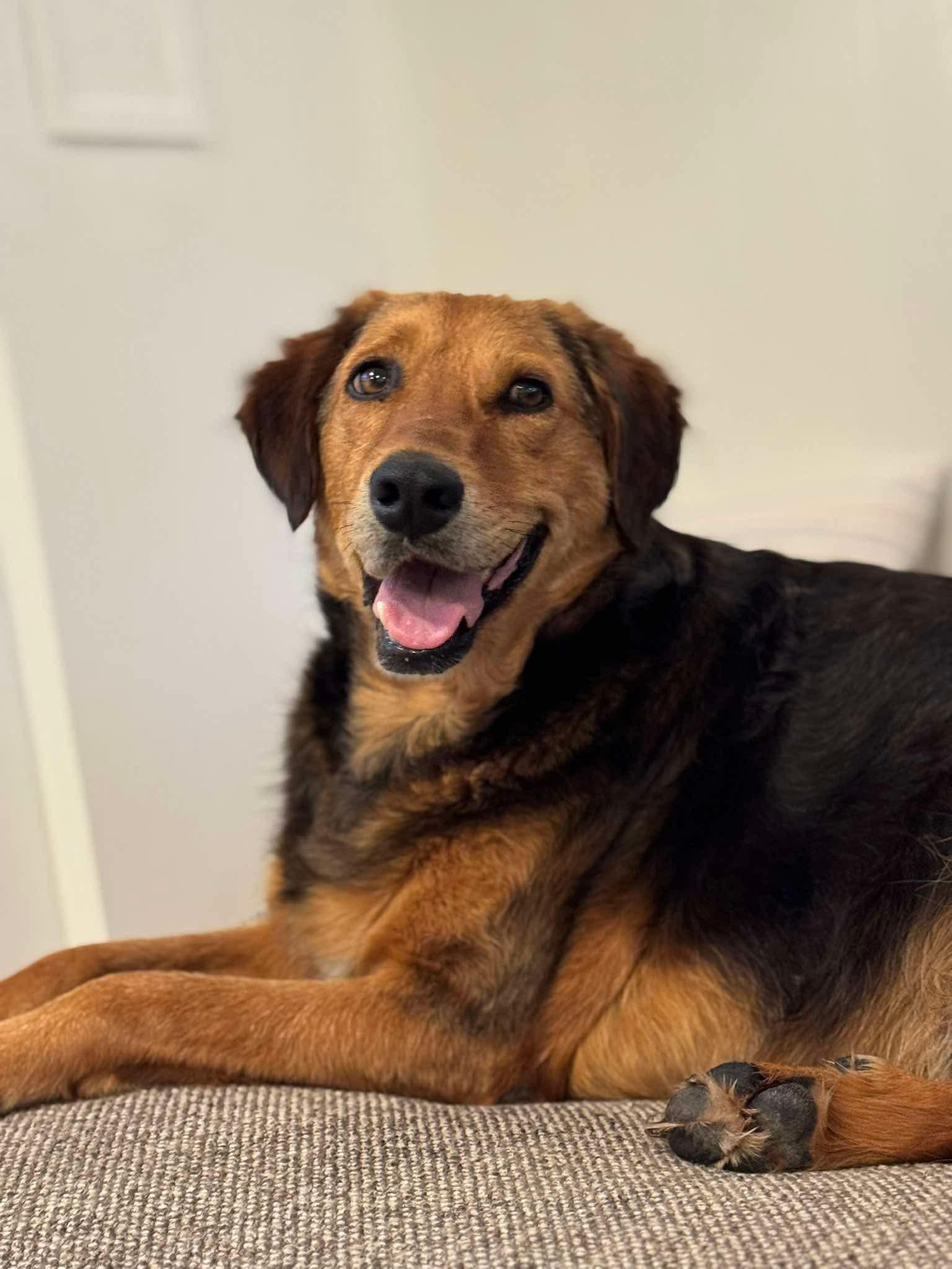 Enlarge Bryson, a Adoptable mixed breed in Eugene, OR image 5/6