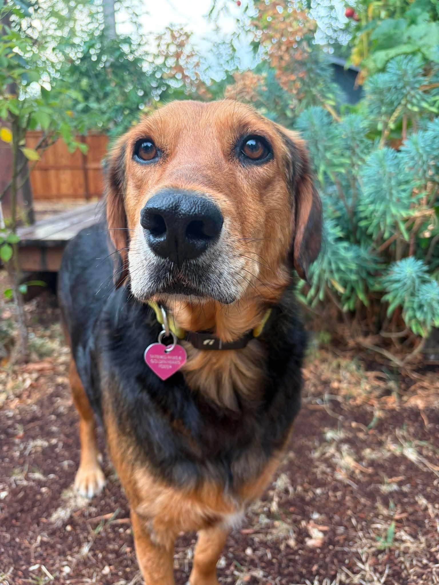 Bryson, Adoptable, Adult Male Mixed Breed & Golden Retriever.