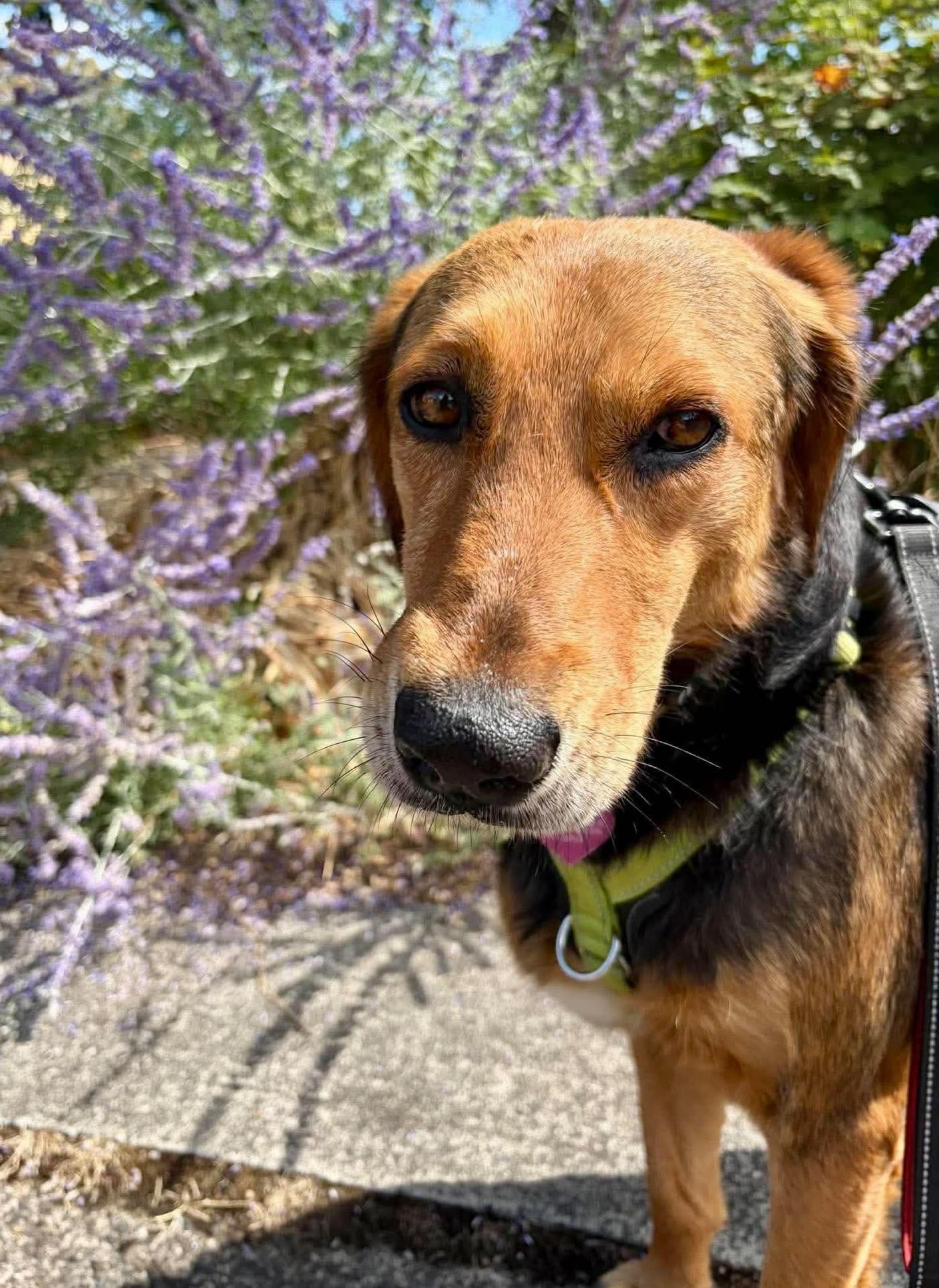 Enlarge Bryson, a Adoptable mixed breed in Eugene, OR image 2/6