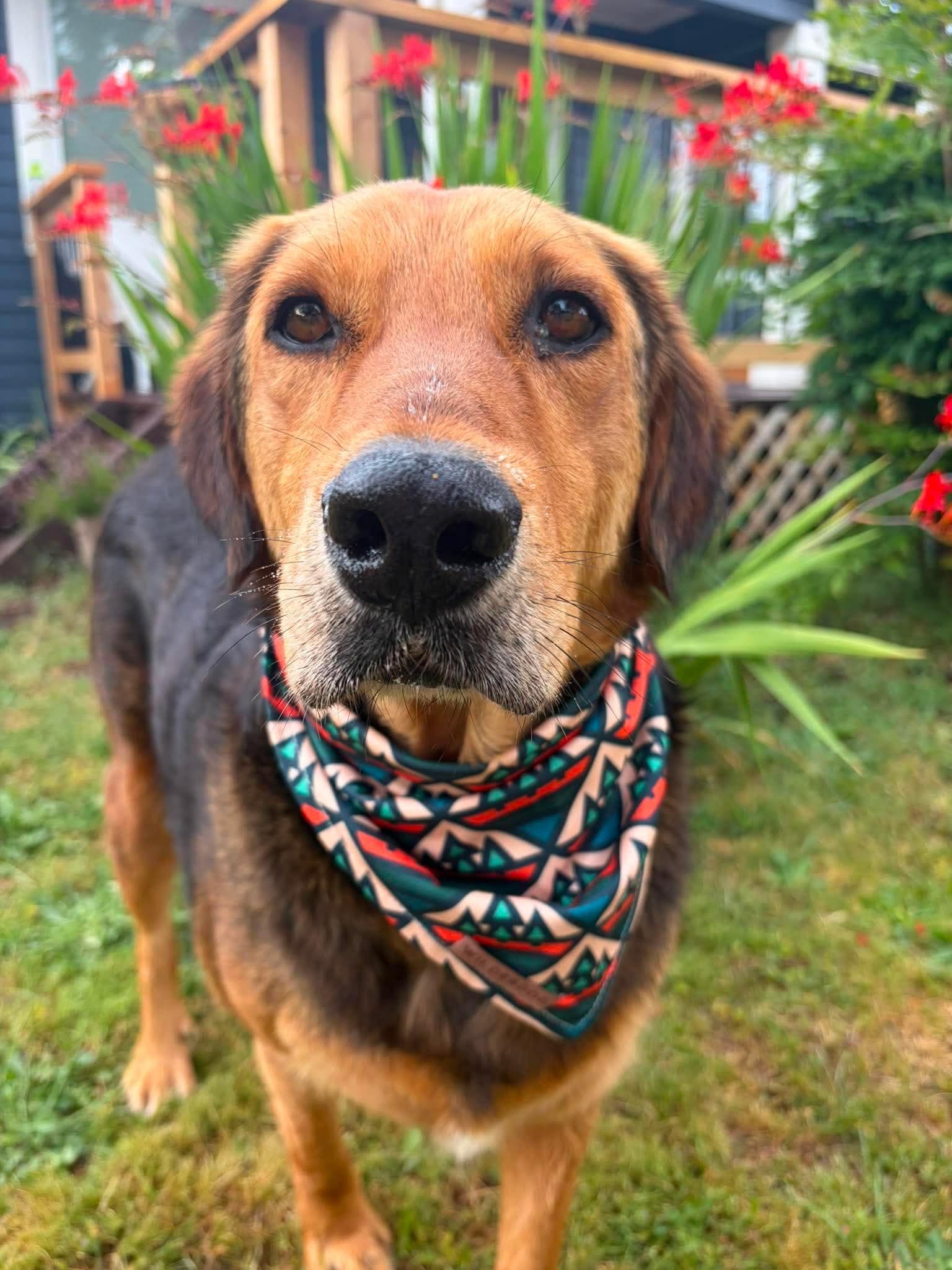 Enlarge Bryson, a Adoptable mixed breed in Eugene, OR image 4/6