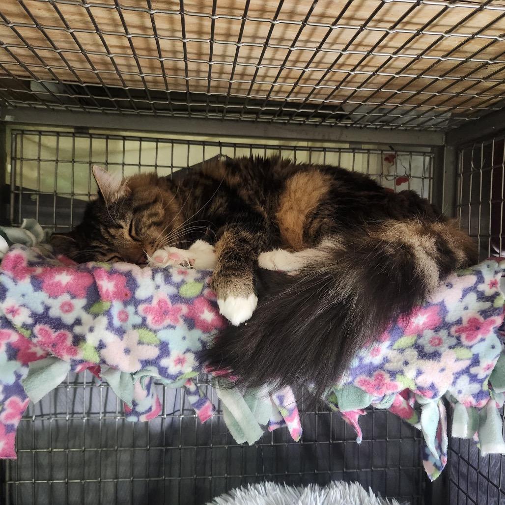 Leland bonded Goldie