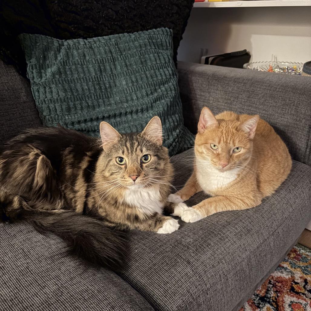 Leland bonded Goldie — thumbnail 2