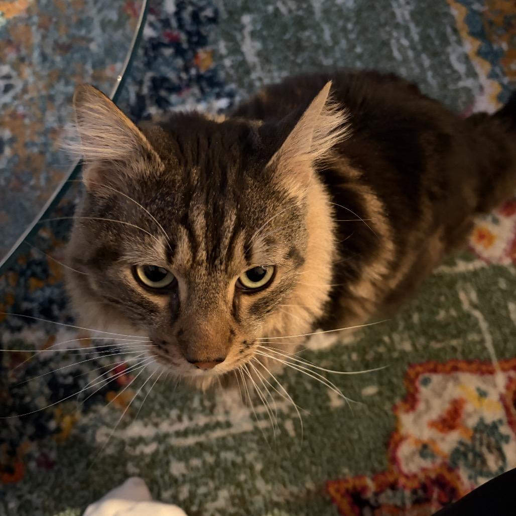 Leland bonded Goldie — thumbnail 3