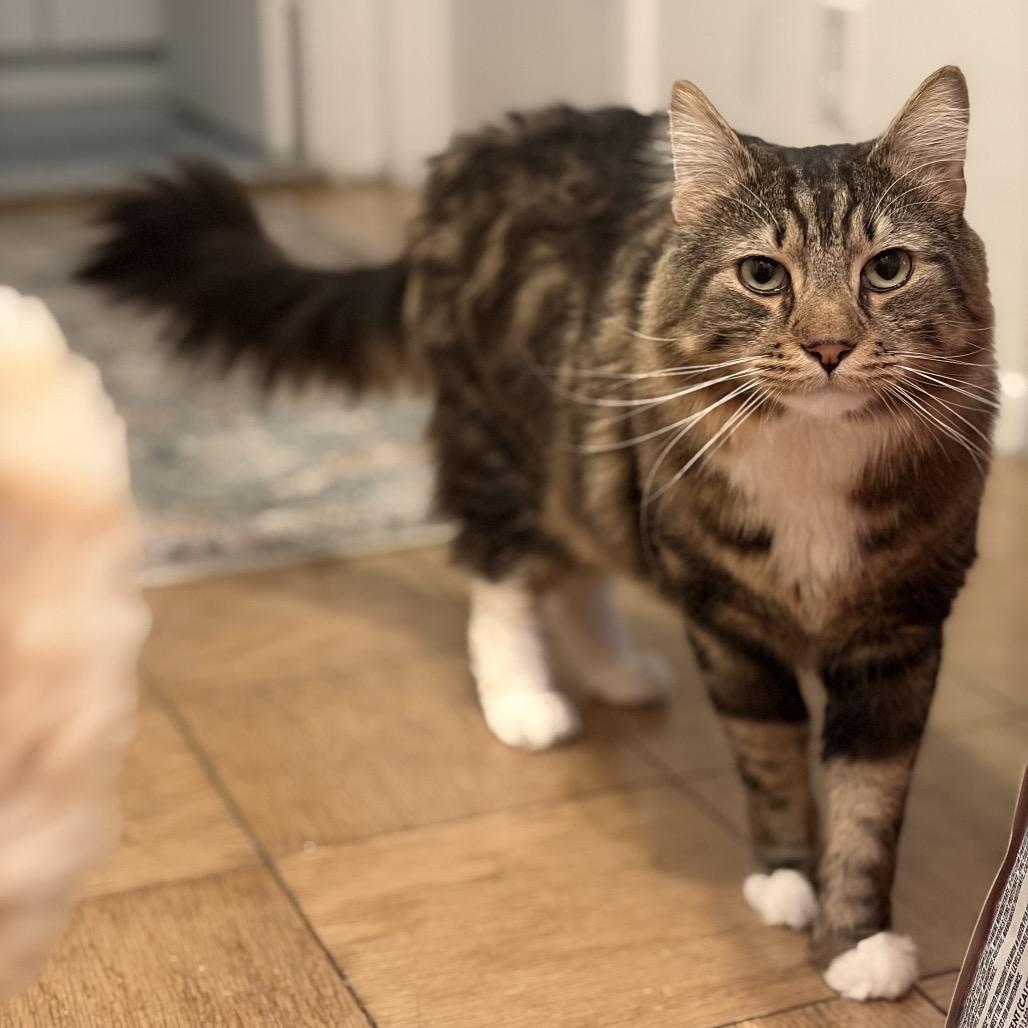 Leland bonded Goldie — thumbnail 4