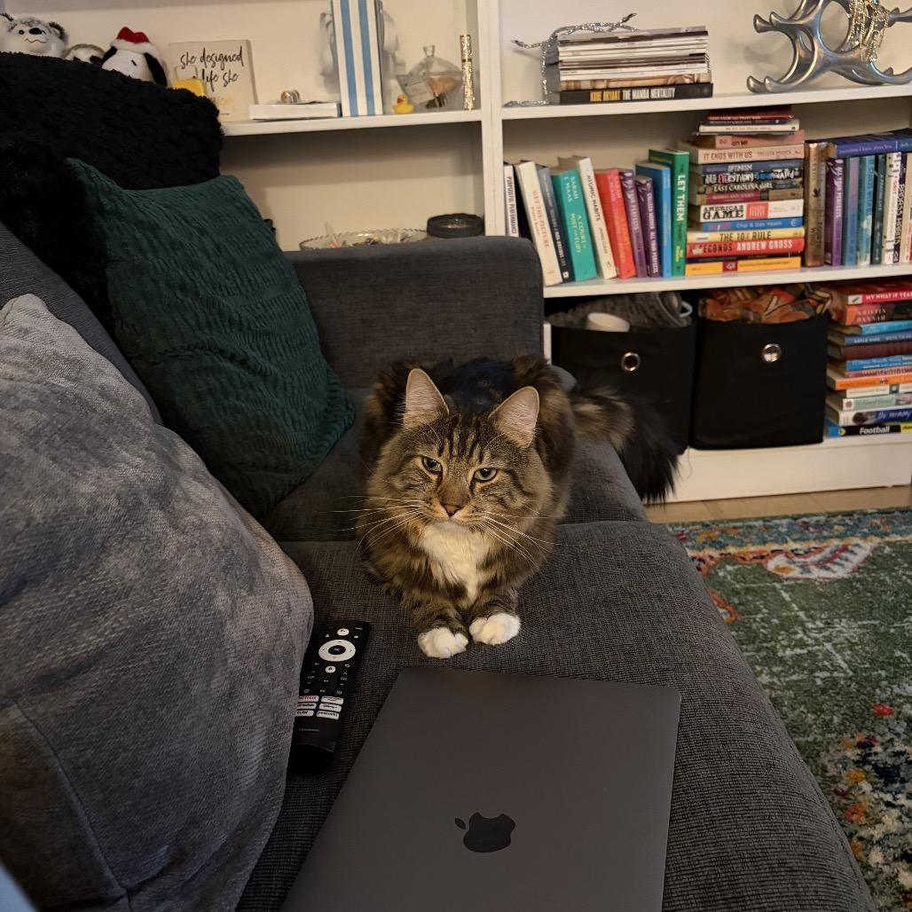 Leland bonded Goldie — thumbnail 6