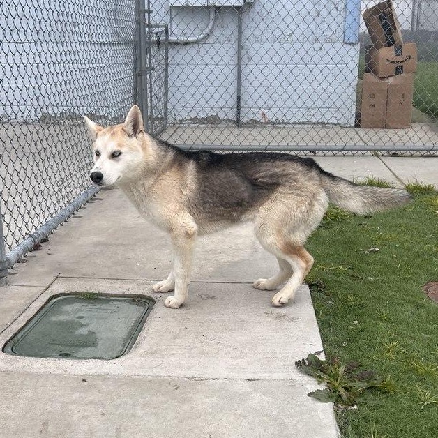 WENDY (AVAILABLE JANUARY 26, 2026), Adoptable, Young Female Husky.