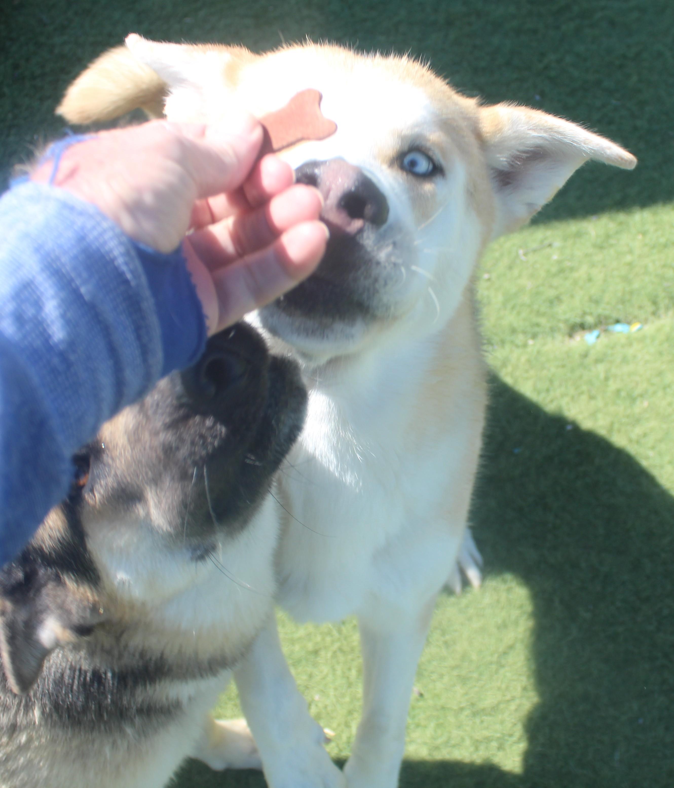 Enlarge WINSTON (AVAILABLE JANUARY 26, 2026), a Adoptable mixed breed in Wasco, CA image 2/6