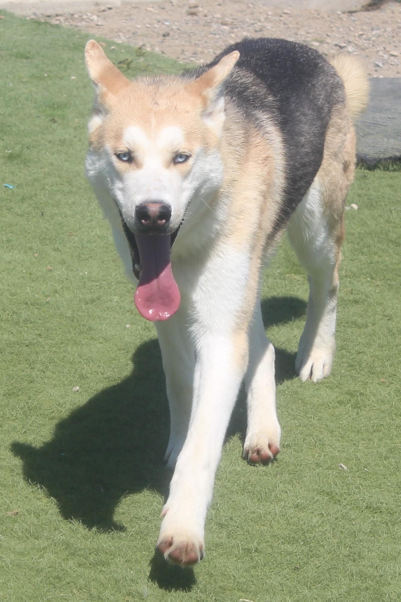 Enlarge WINSTON (AVAILABLE JANUARY 26, 2026), a Adoptable mixed breed in Wasco, CA image 1/6