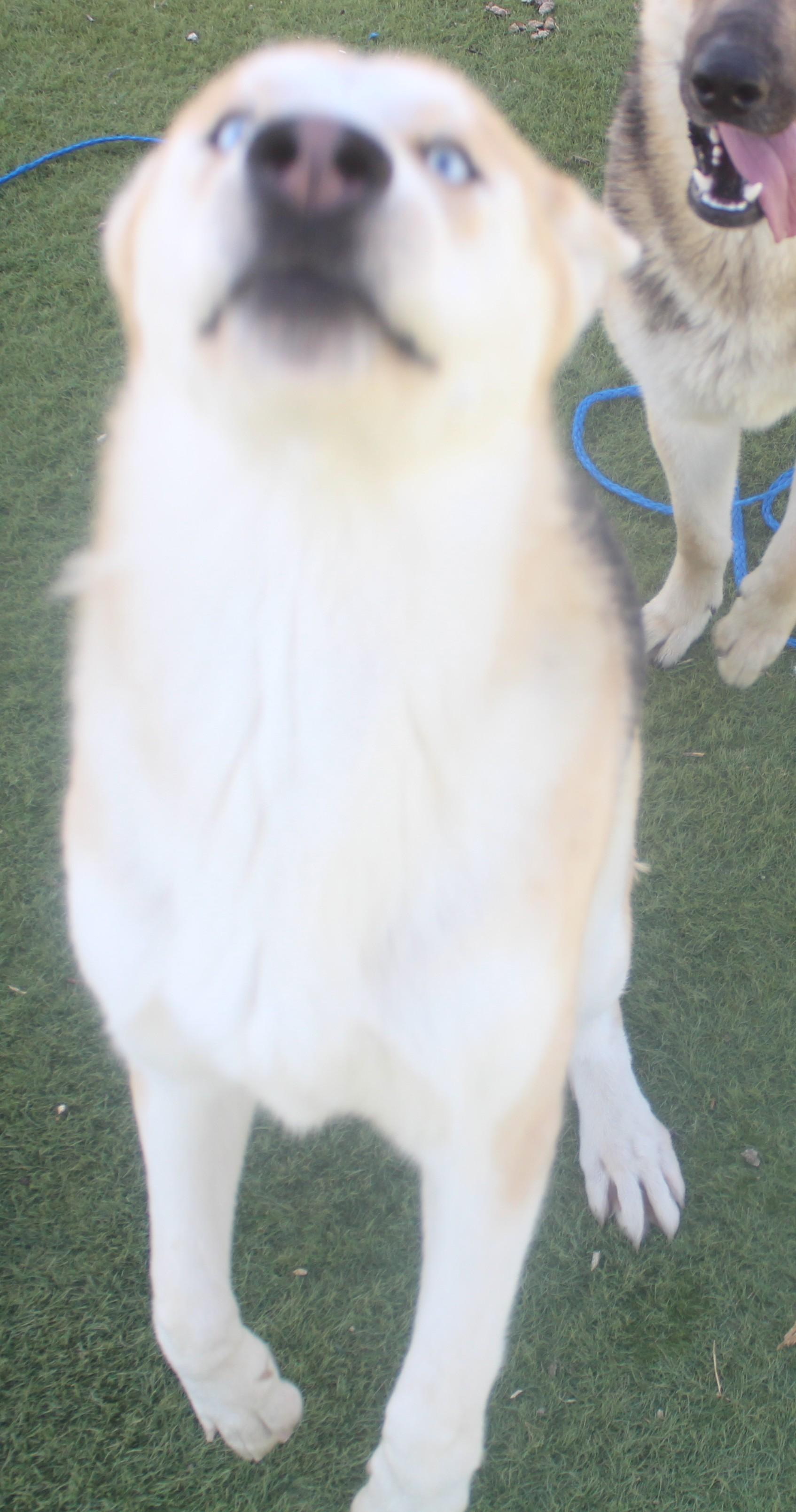 Enlarge WINSTON (AVAILABLE JANUARY 26, 2026), a Adoptable mixed breed in Wasco, CA image 3/6