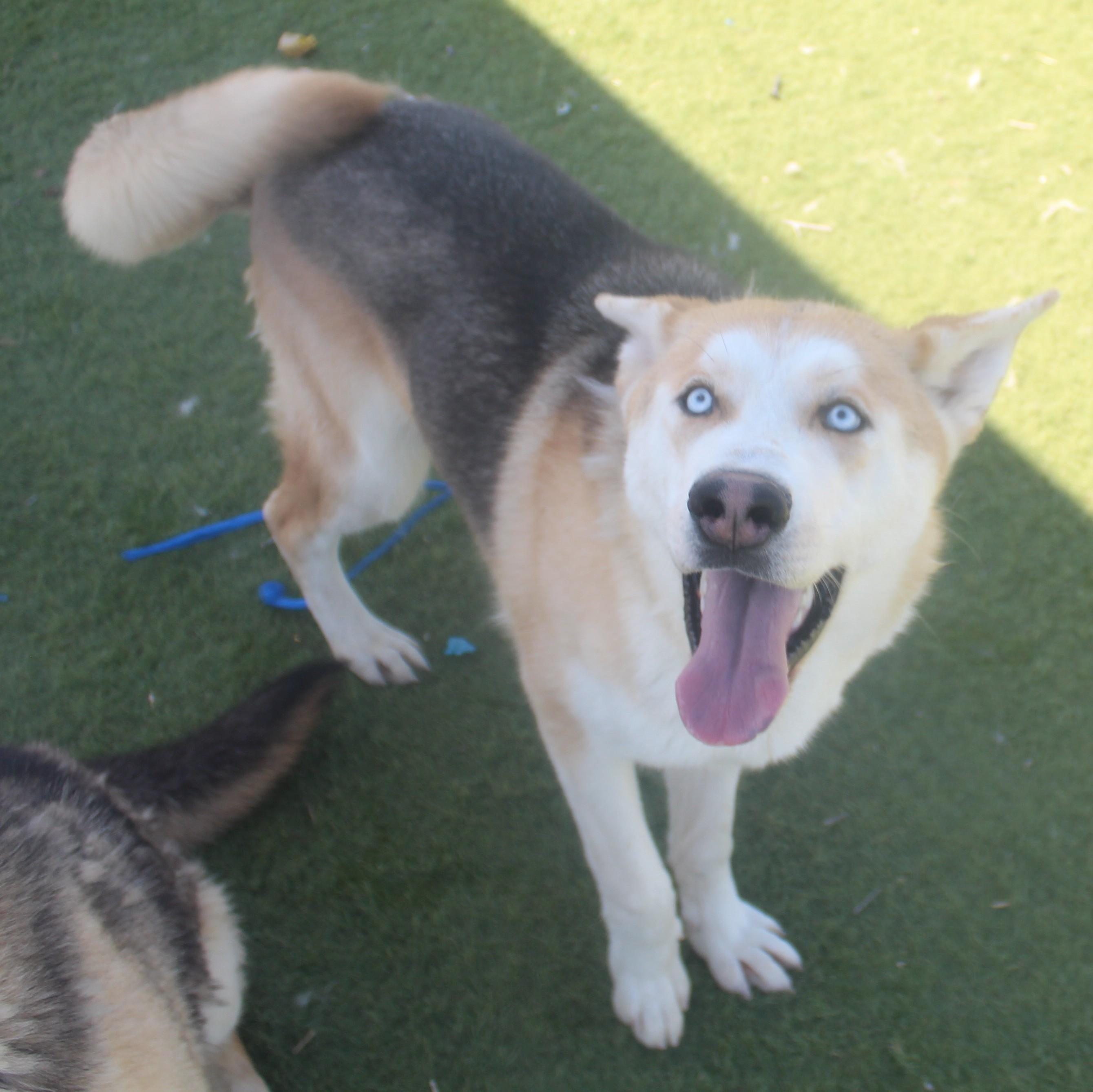 Enlarge WINSTON (AVAILABLE JANUARY 26, 2026), a Adoptable mixed breed in Wasco, CA image 4/6