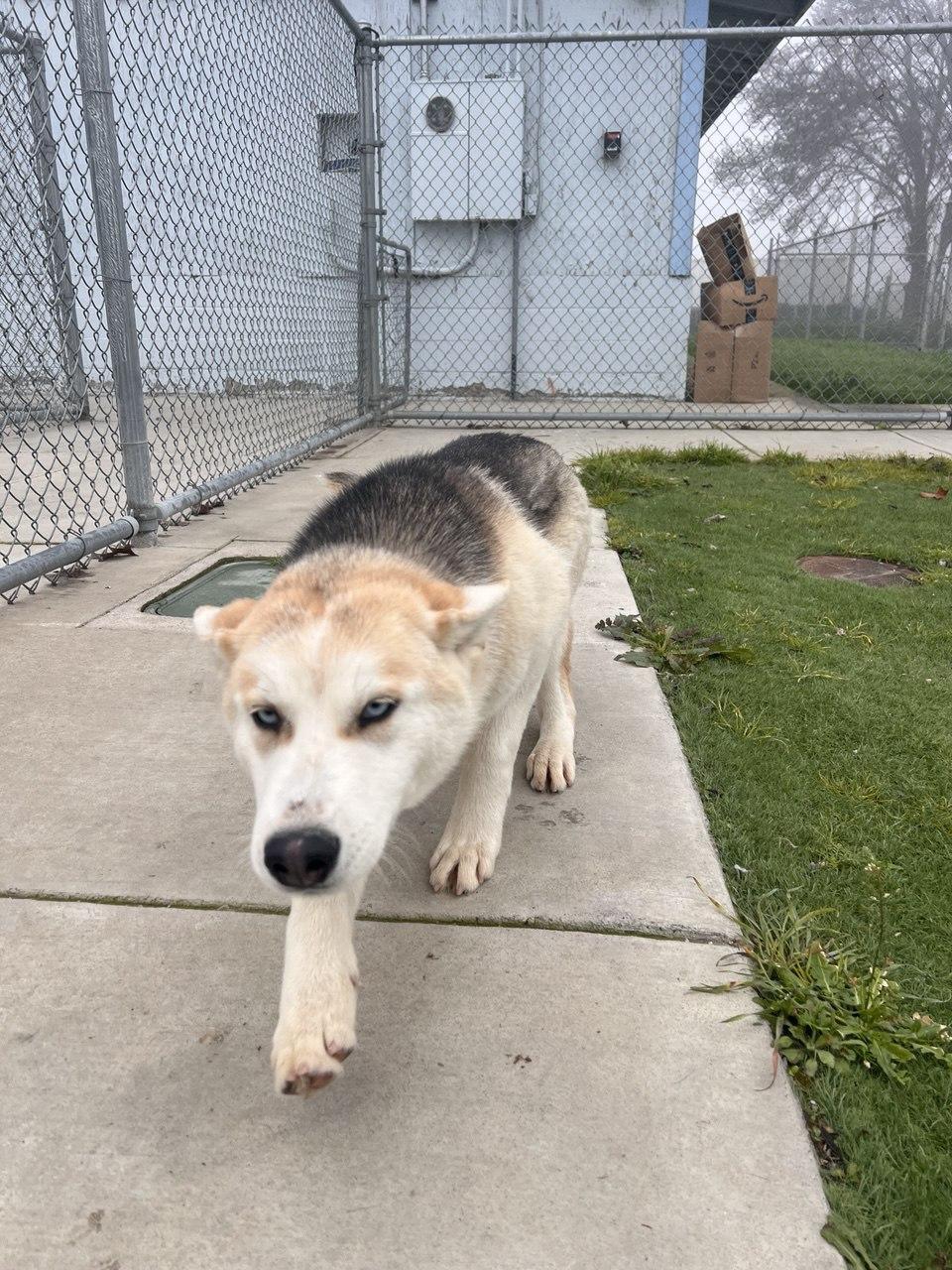 Enlarge WENDY (AVAILABLE JANUARY 26, 2026), a Adoptable mixed breed in Wasco, CA image 3/3