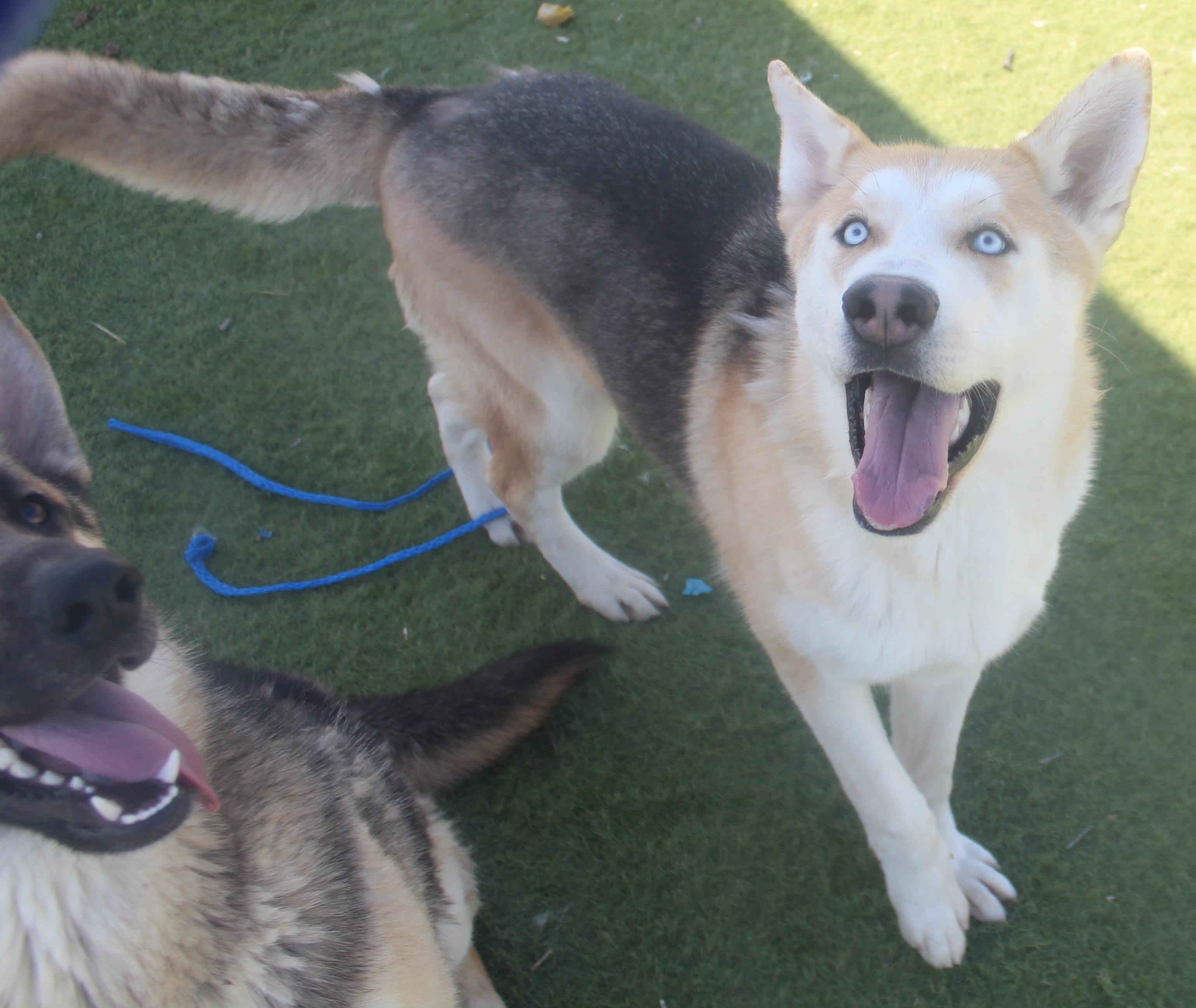 Enlarge WINSTON (AVAILABLE JANUARY 26, 2026), a Adoptable mixed breed in Wasco, CA image 5/6