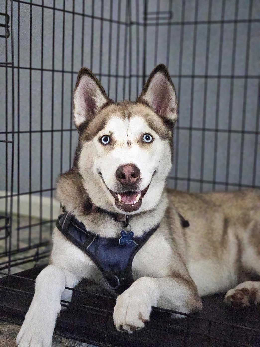 Balto, ADOPTABLE, Young Male Siberian Husky.
