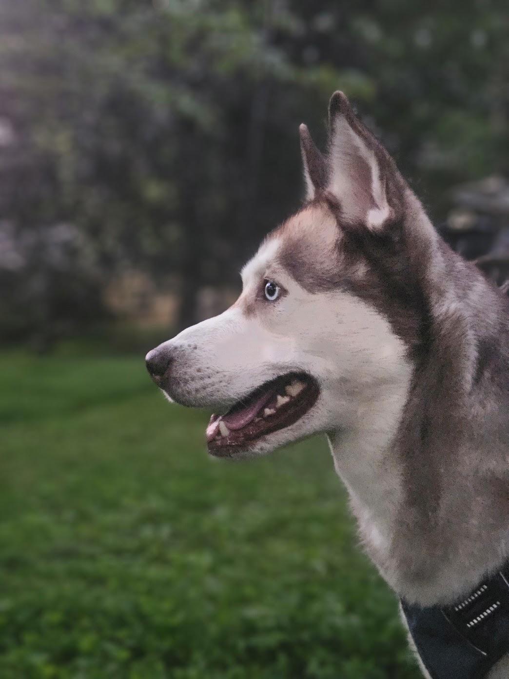 Enlarge Balto, a ADOPTABLE Siberian Husky in Jasper, GA image 6/6