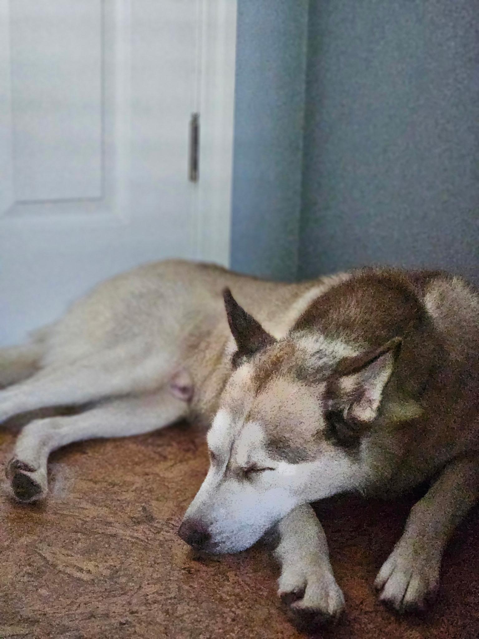 Enlarge Balto, a ADOPTABLE Siberian Husky in Jasper, GA image 3/6