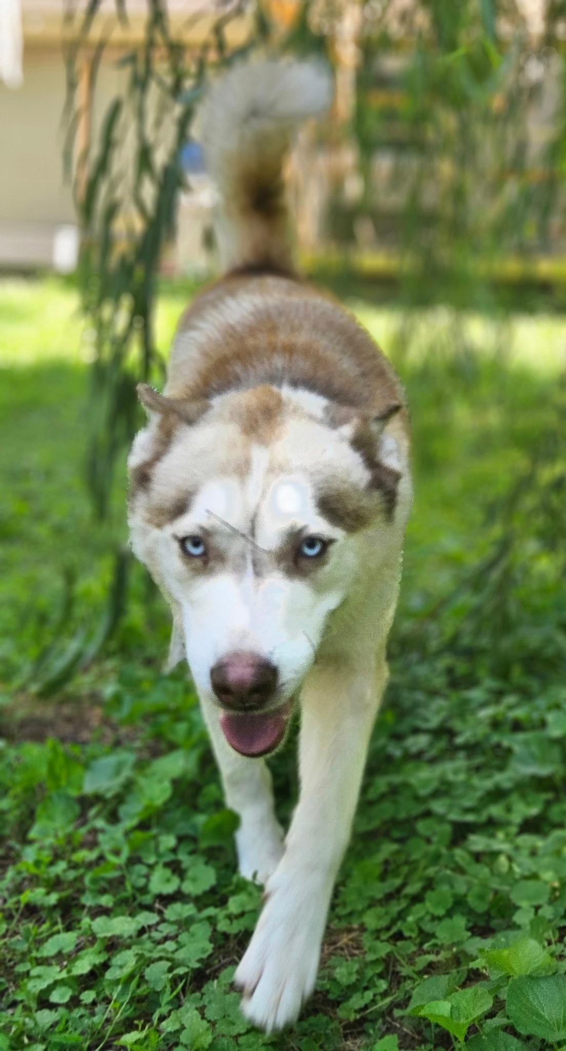 Enlarge Balto, a ADOPTABLE Siberian Husky in Jasper, GA image 4/6