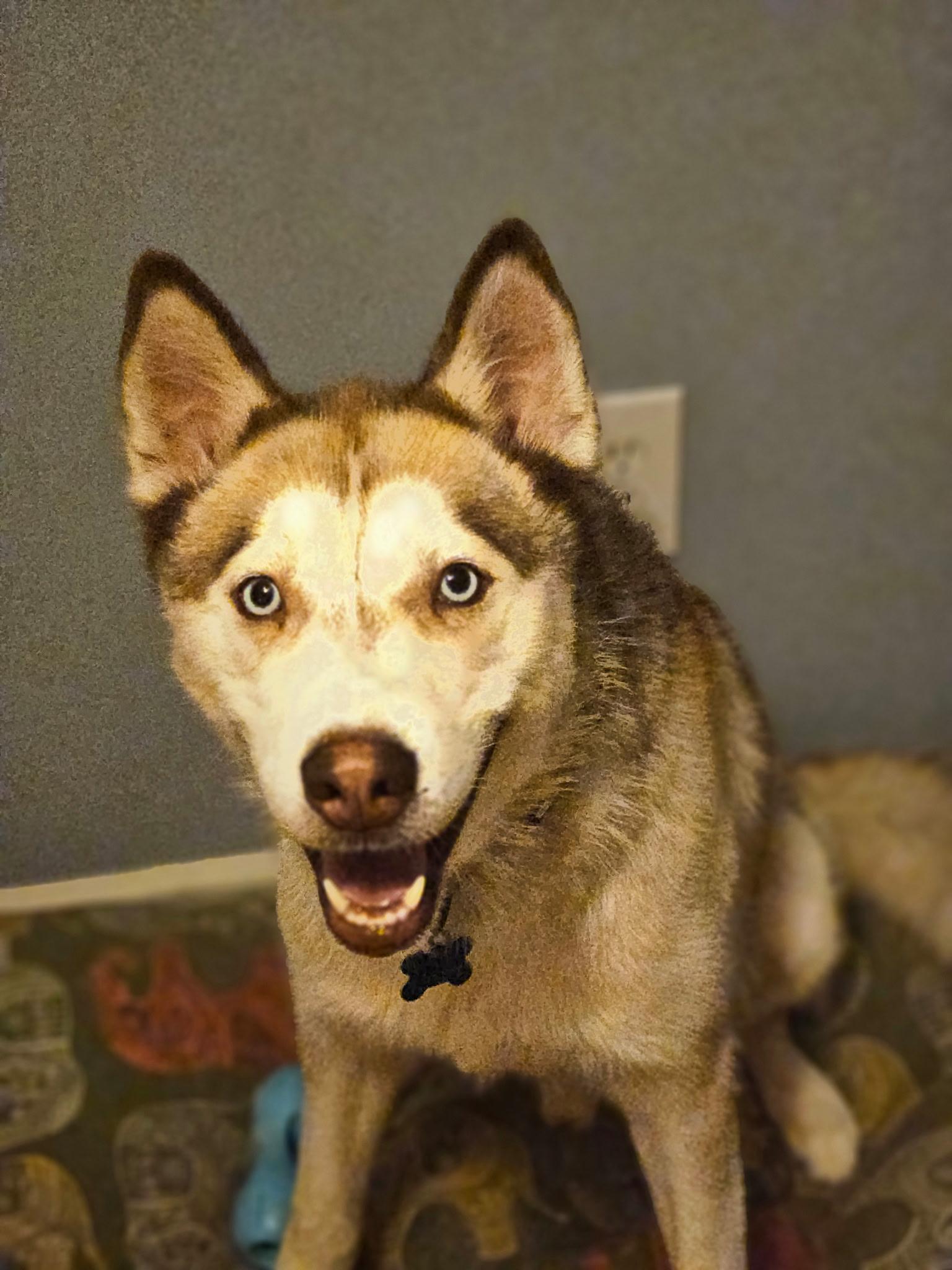 Enlarge Balto, a ADOPTABLE Siberian Husky in Jasper, GA image 5/6