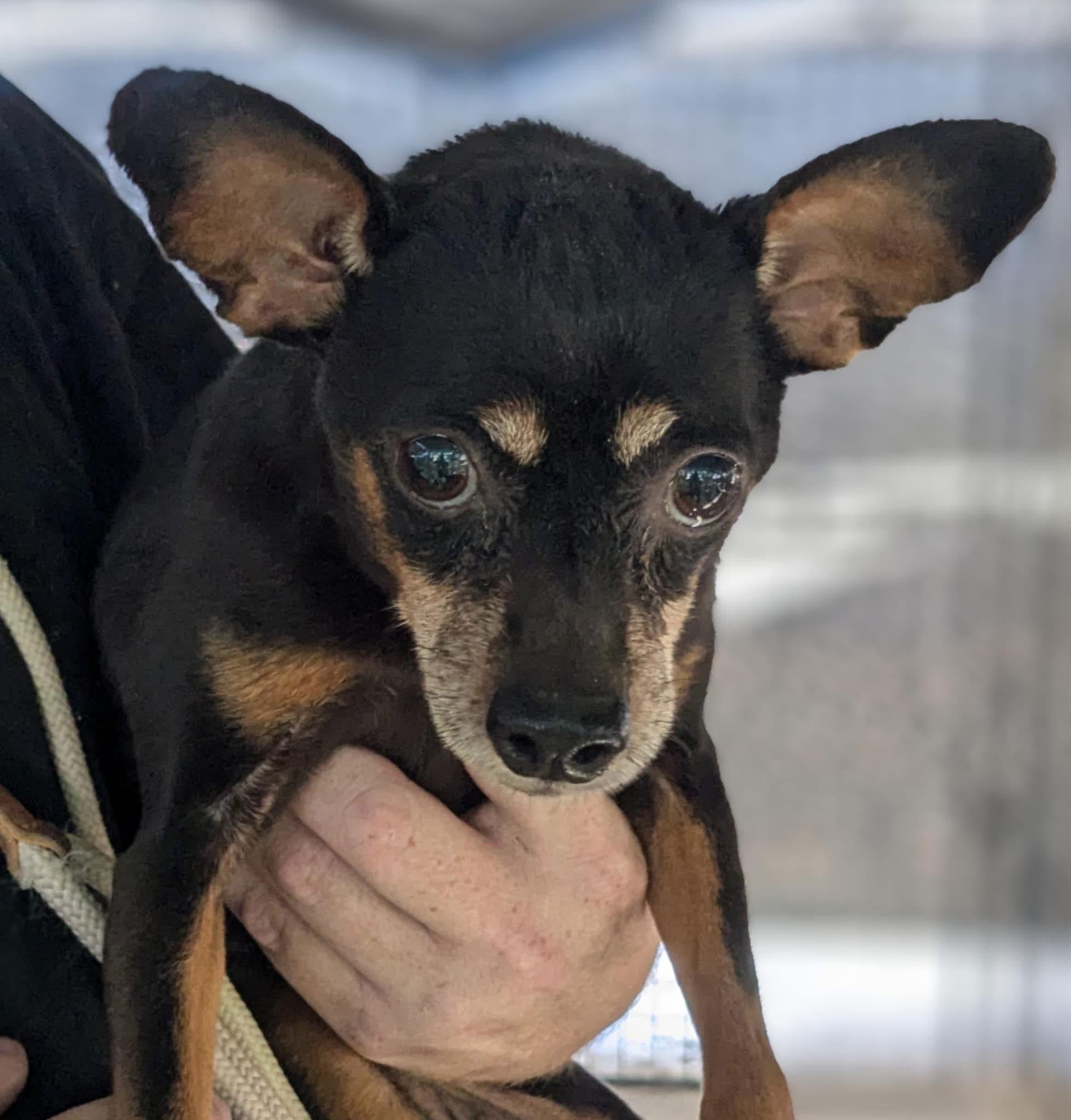 Lil Diva, Senior Female unknown
