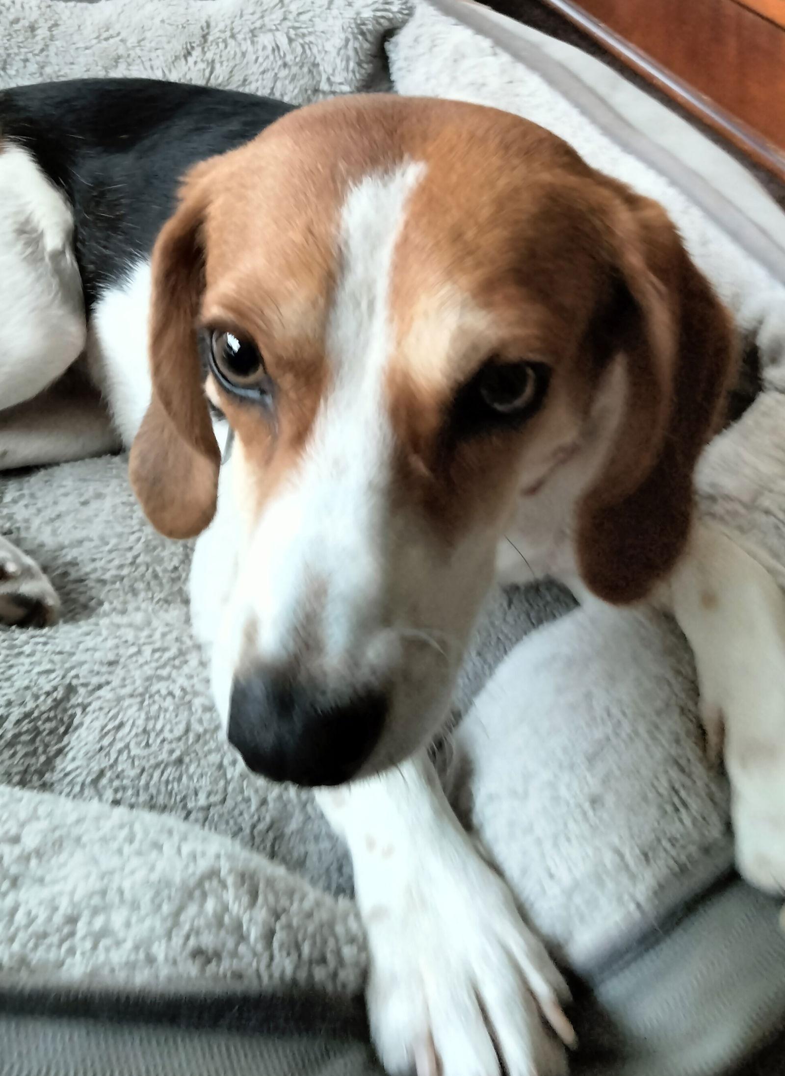 Jazzy II, Adopted, Young Female Beagle & Harrier.
