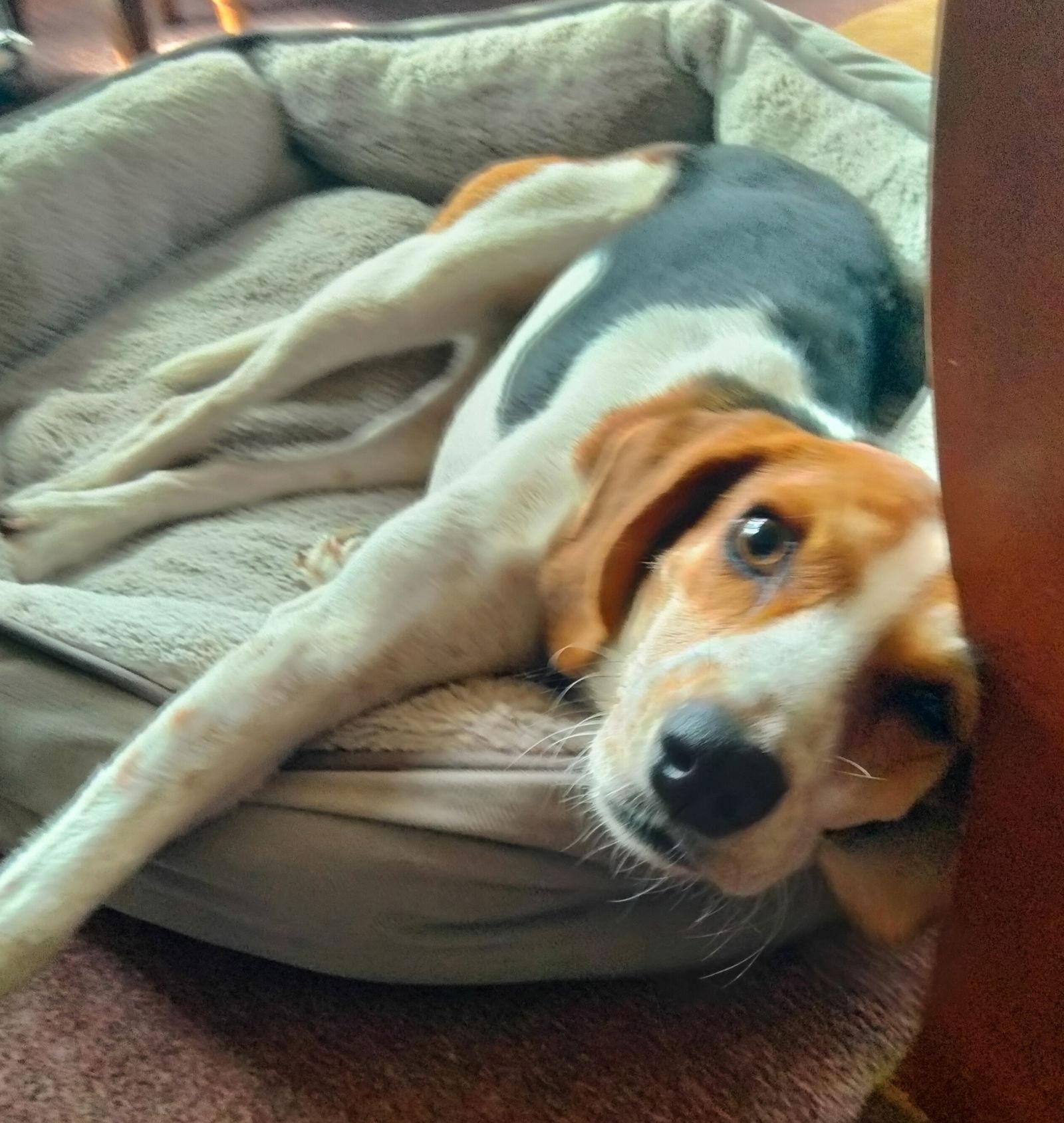 Enlarge Jazzy II, a Adopted mixed breed in Dunnellon, FL image 2/3