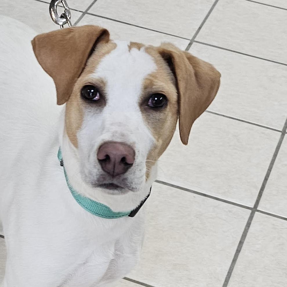 Stream, Adoptable, Puppy Female Foxhound.