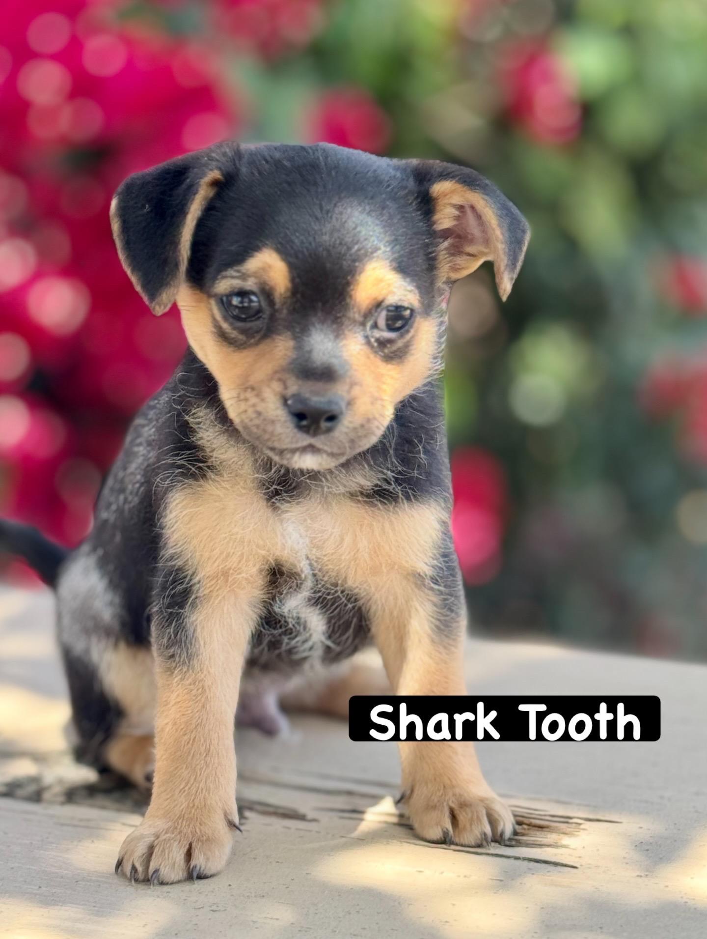 Sharktooth -Tiny BoY, ADOPTABLE, Puppy Male Chihuahua.
