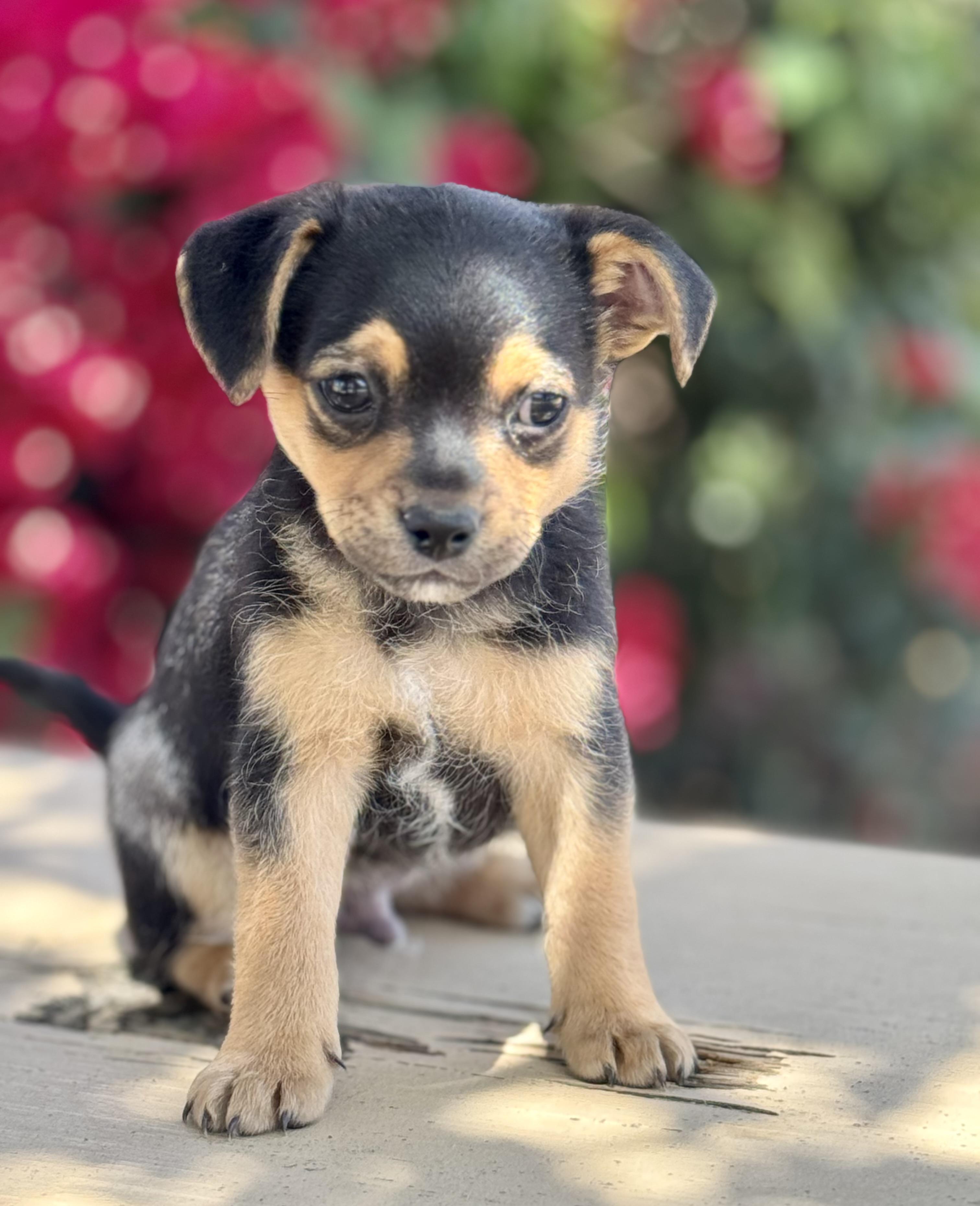 Enlarge Sharktooth -Tiny BoY, a ADOPTABLE mixed breed in Van Nuys, CA image 3/3