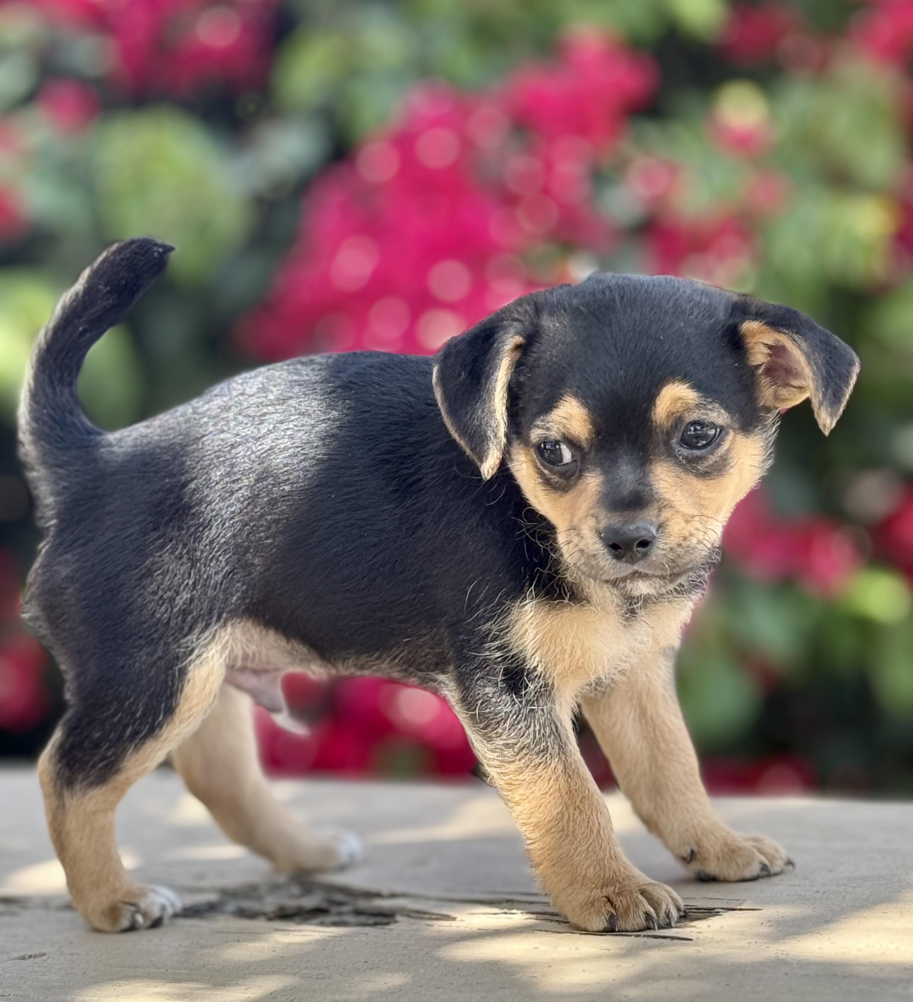 Enlarge Sharktooth -Tiny BoY, a ADOPTABLE mixed breed in Van Nuys, CA image 2/3