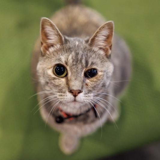 Alien - Special Needs, Adoptable, Adult Female Domestic Short Hair.
