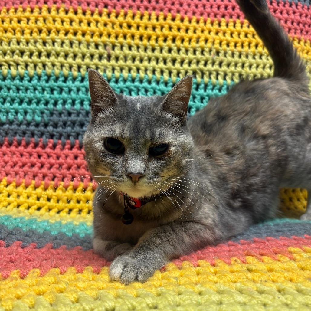 Enlarge Alien - Special Needs, a Adoptable Domestic Short Hair in Union, MO image 2/3