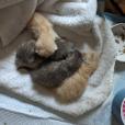 Enlarge Alien - Special Needs, a Adoptable Domestic Short Hair in Union, MO image 3/3