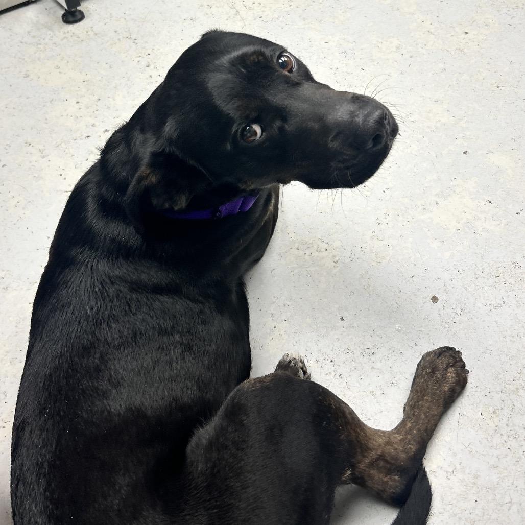 Enlarge Titan, a Adoptable mixed breed in Uniontown, PA image 1/2