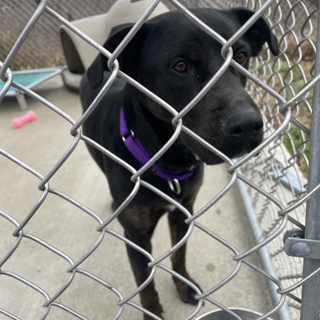 Enlarge Titan, a Adoptable mixed breed in Uniontown, PA image 2/2