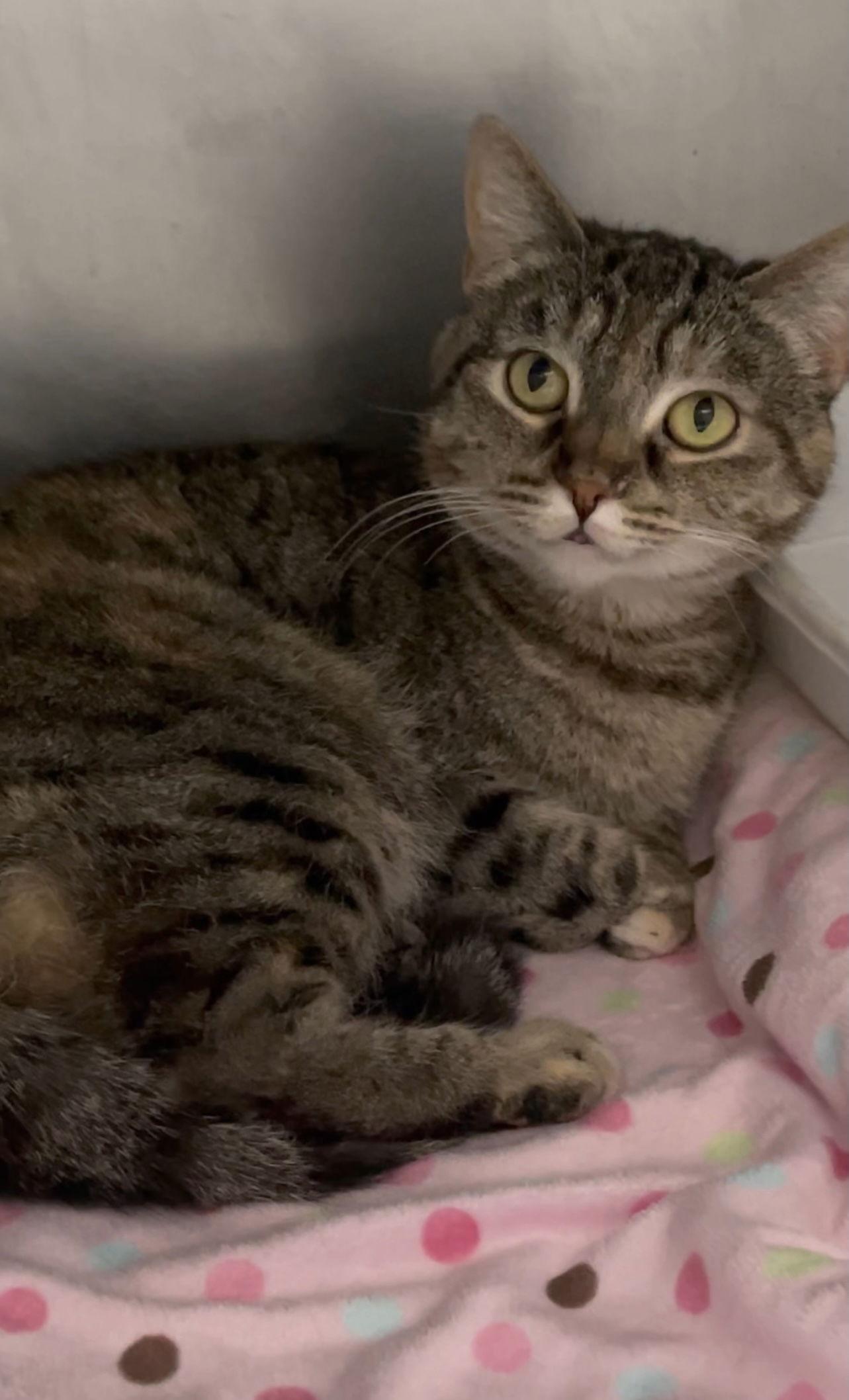 Enlarge Lola, a Adoptable Domestic Short Hair in El Centro, CA image 1/3