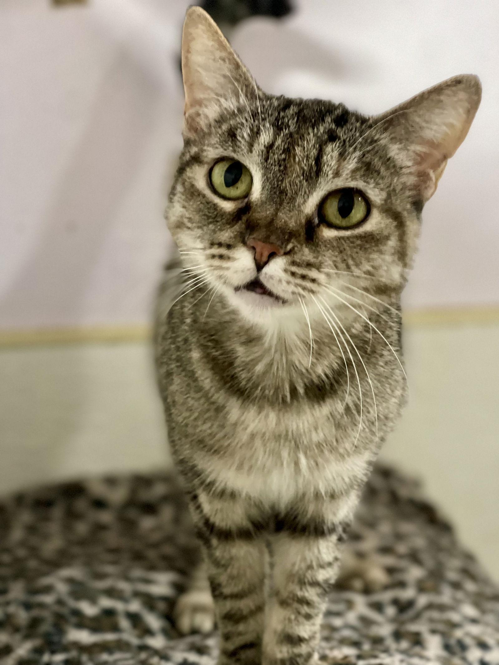 Enlarge Lola, a Adoptable Domestic Short Hair in El Centro, CA image 2/3