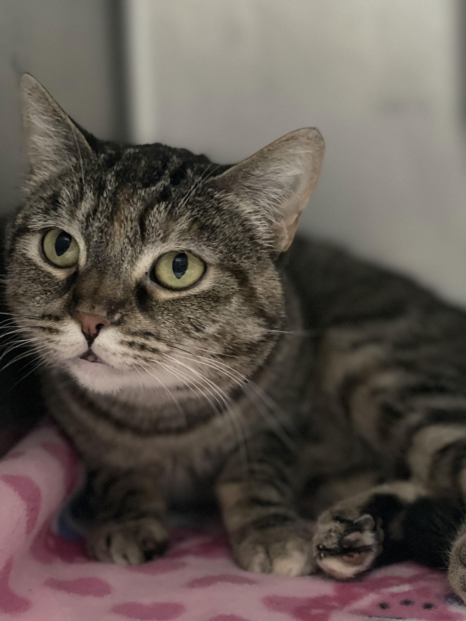 Enlarge Lola, a Adoptable Domestic Short Hair in El Centro, CA image 3/3