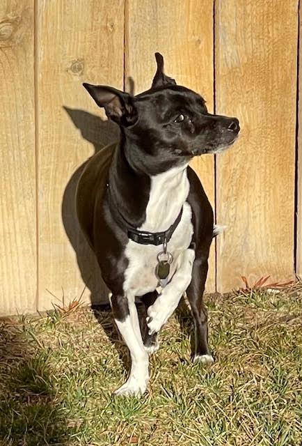 Bart, an adopted mixed breed in Salt Lake City, UT image 6/6