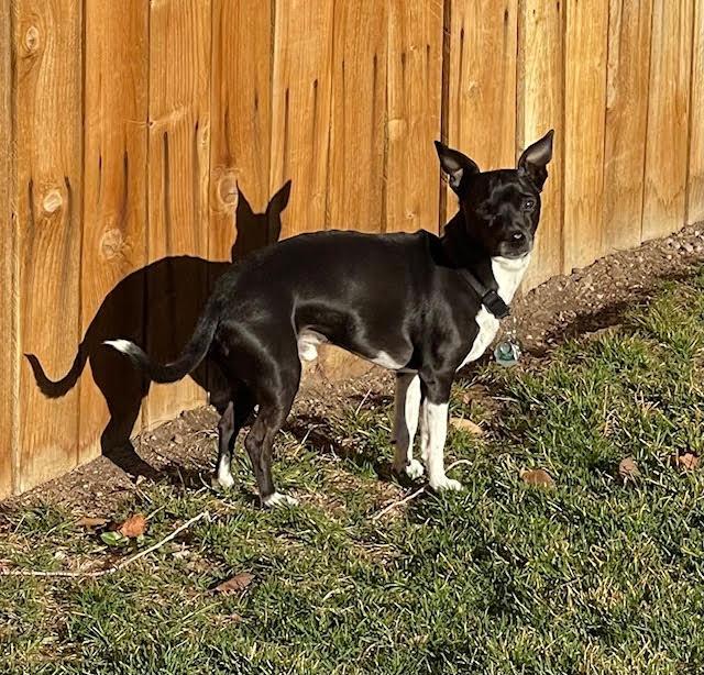 Bart, an adopted mixed breed in Salt Lake City, UT image 3/6