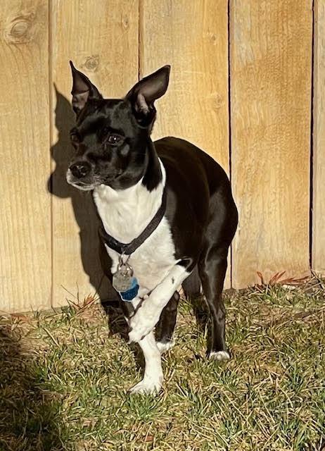 Bart, an adopted mixed breed in Salt Lake City, UT image 2/6