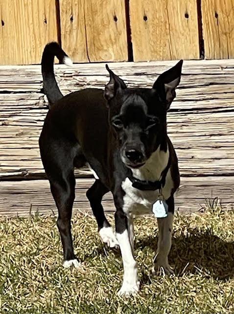 Bart, an adopted mixed breed in Salt Lake City, UT image 4/6