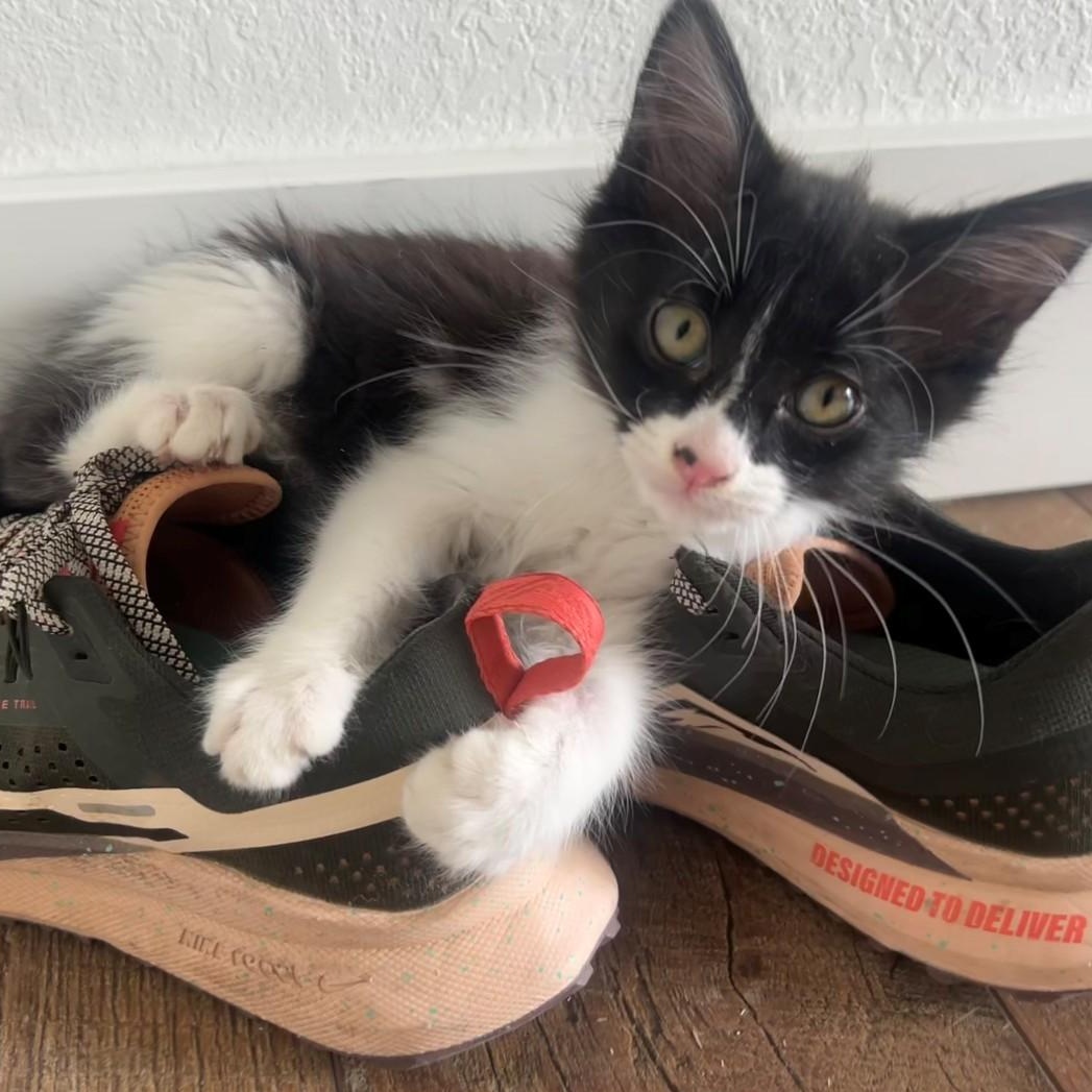 Tuck. Van Byssum , adopted, Kitten Male Domestic Medium Hair & Tuxedo.